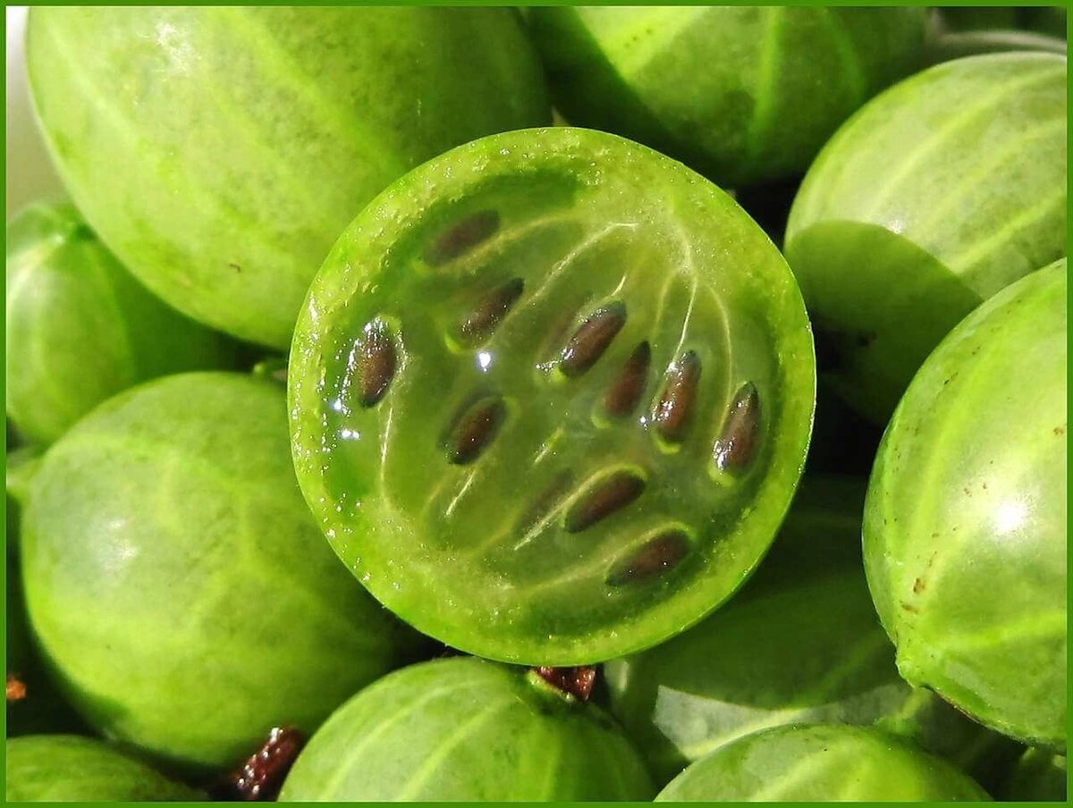 Семена крыжовника