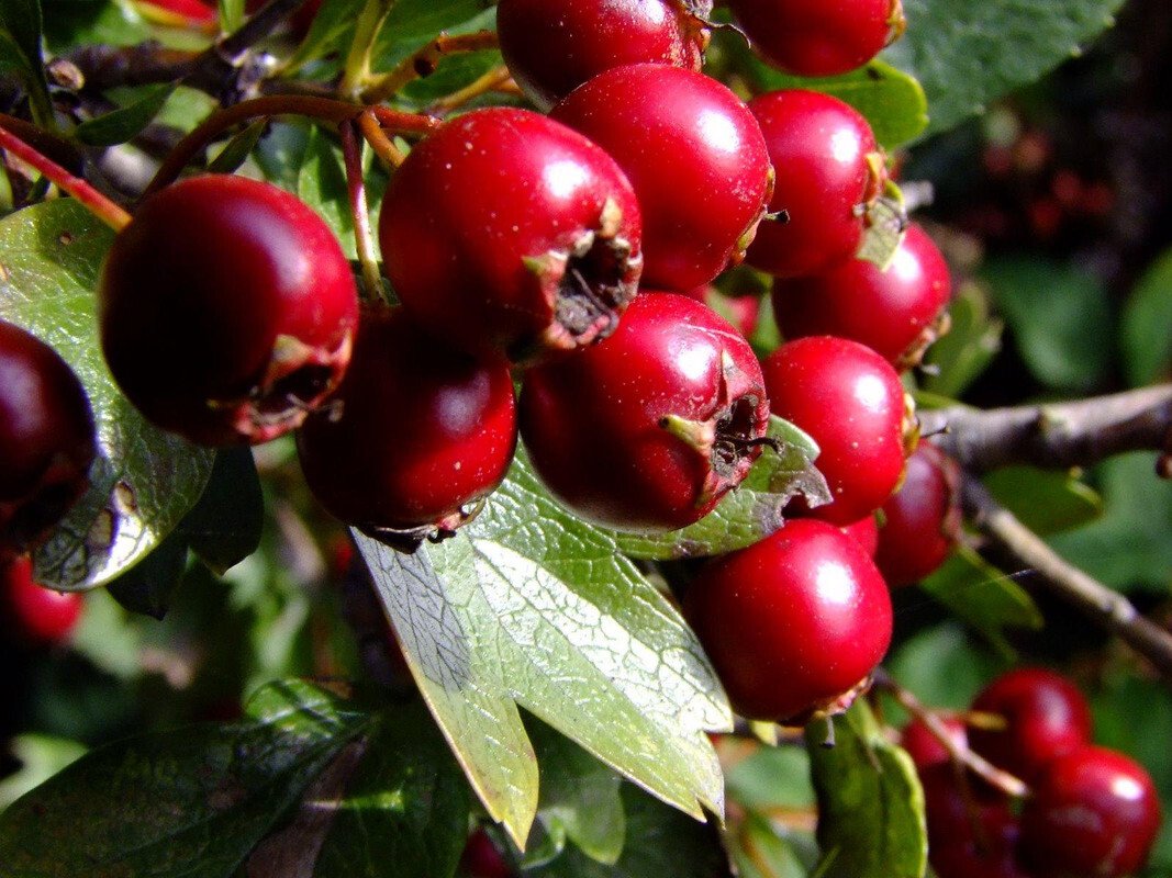 Боярышник кроваво-красный, Сибирский Crataegus sanguinea