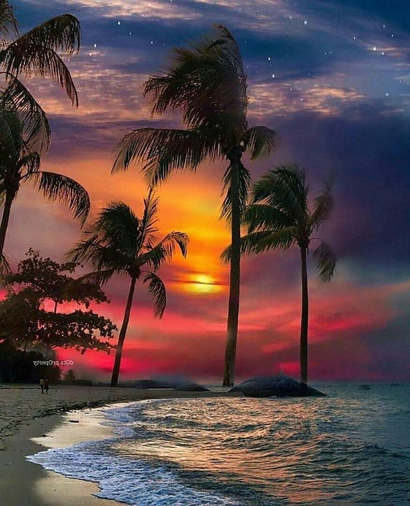 Природа пальмы море