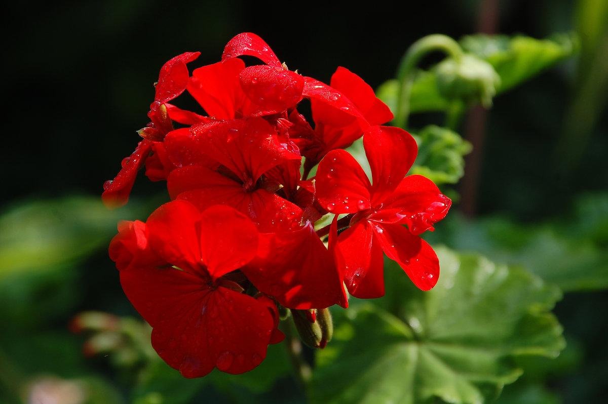 Герань красная (Geranium sanguineum)