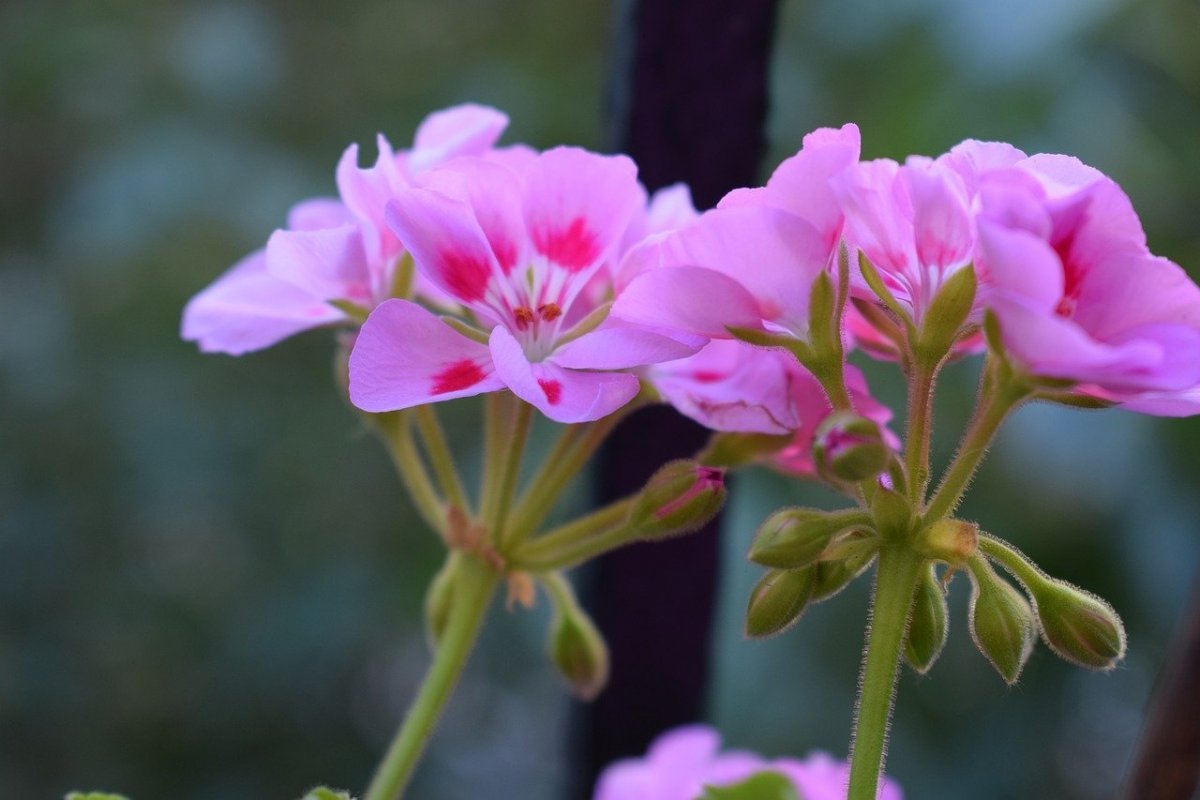 Пеларгония Belladonna