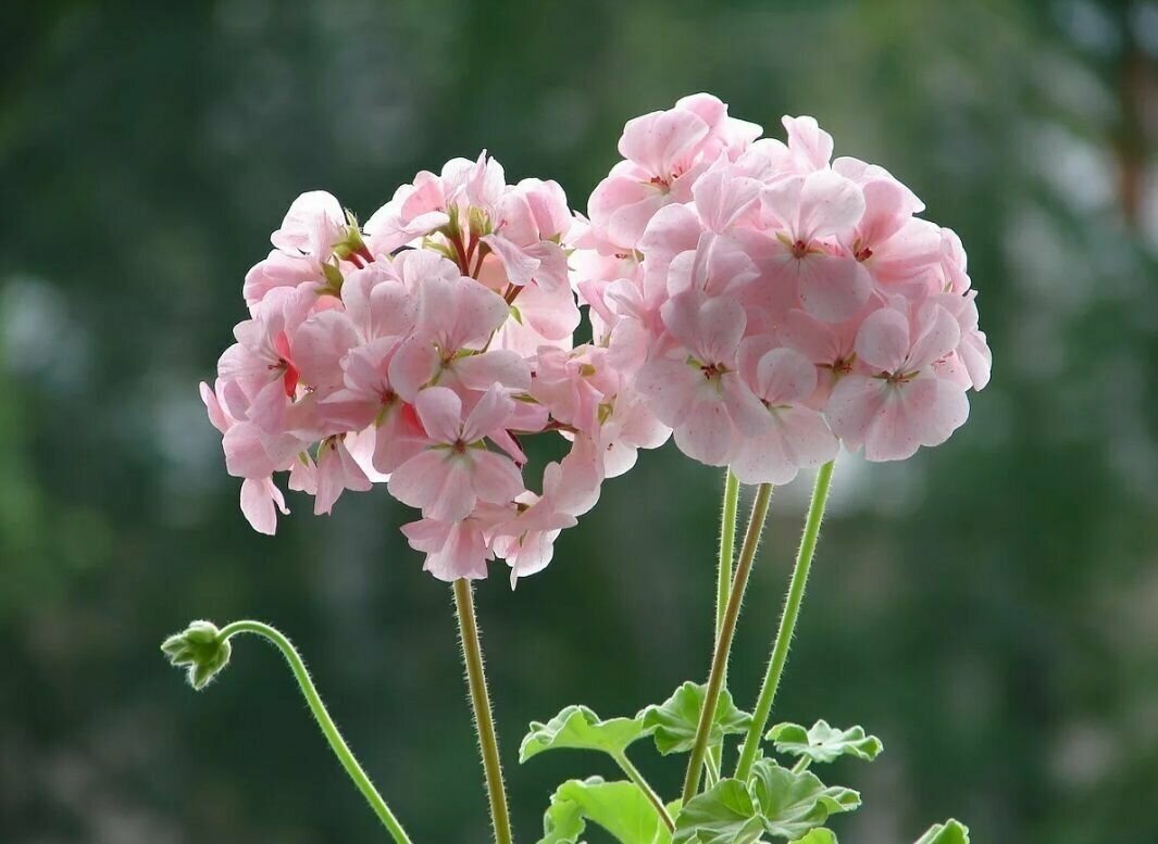Пеларгония Antik Pink
