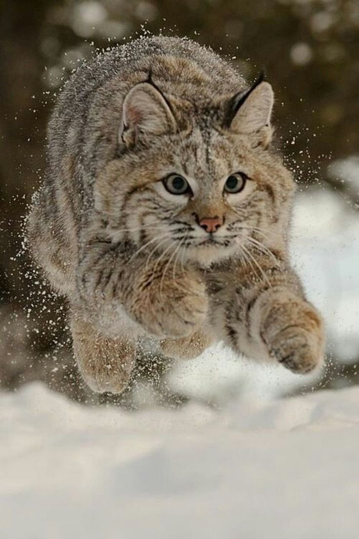 Зимние Дикие кошки