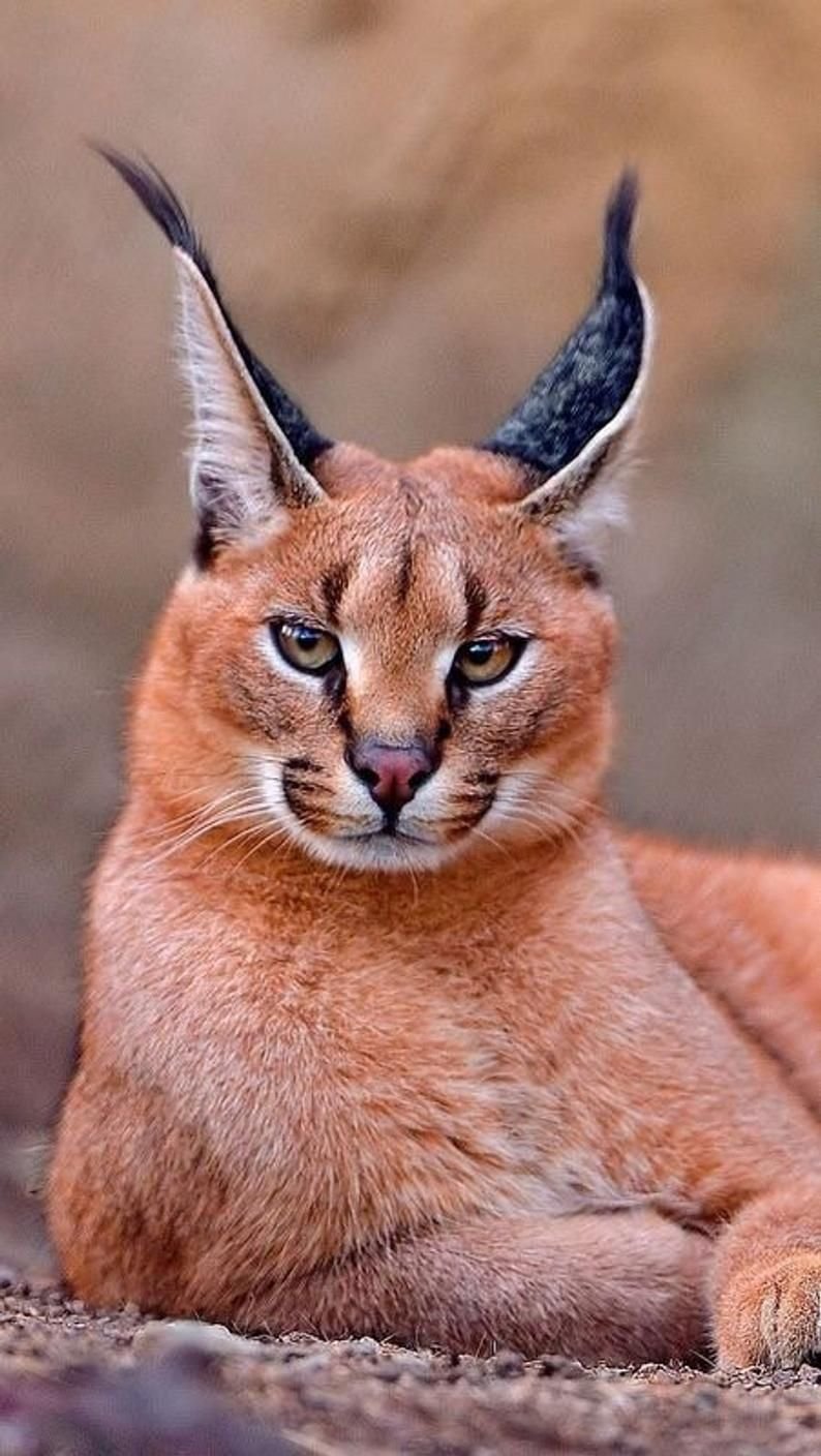 Степной кот каракал