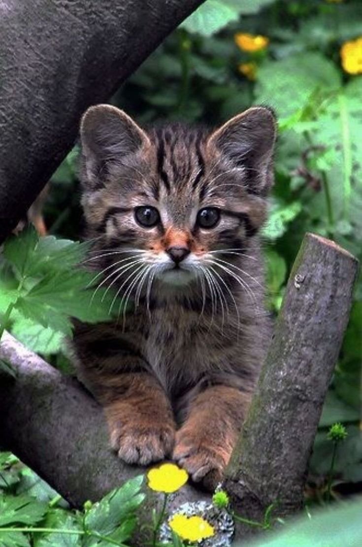 Лесной кот