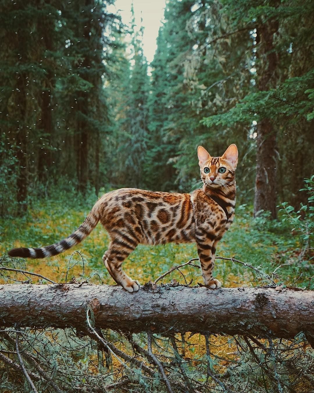 Лесная Бенгальская кошка