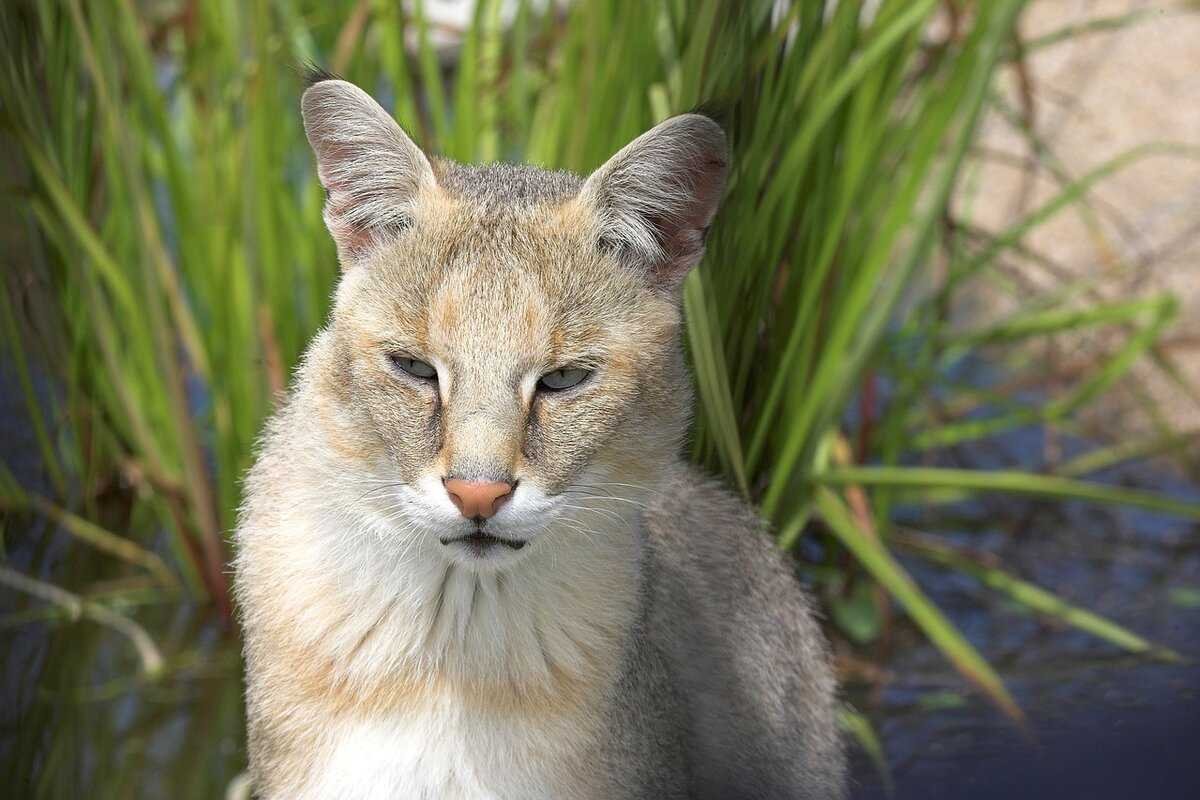 Камышовый кот