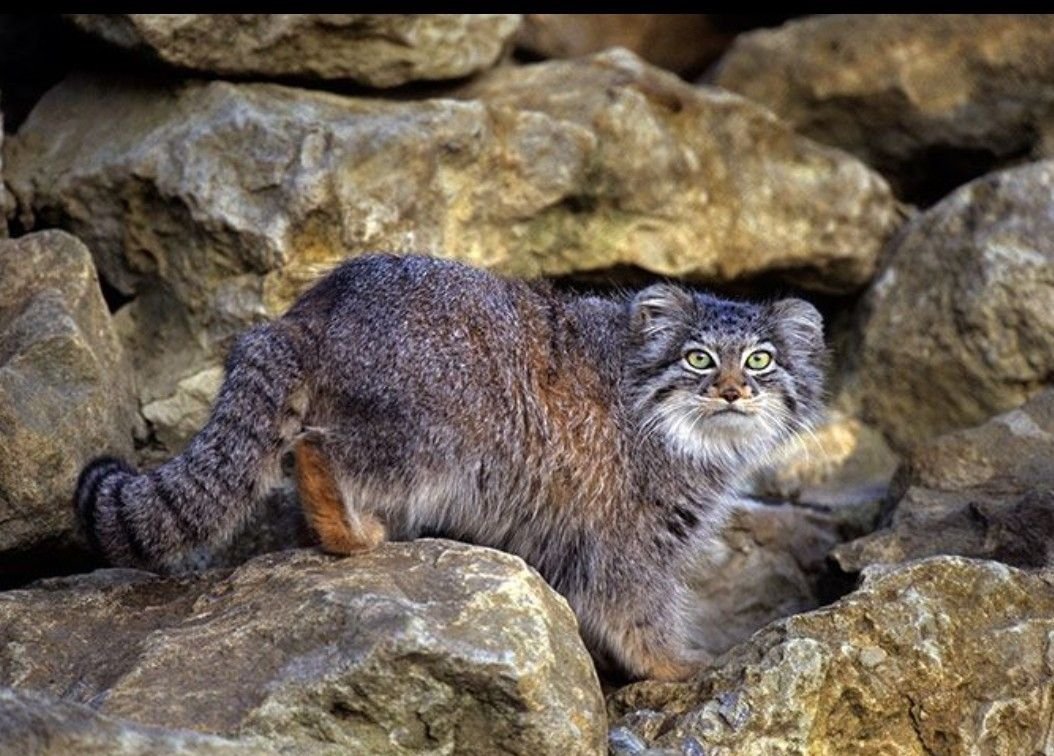 Алтайский кот