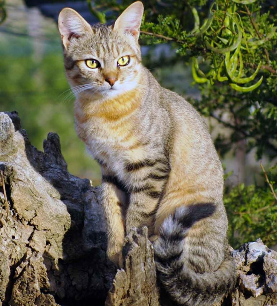 Степной кот Felis Silvestris lybica