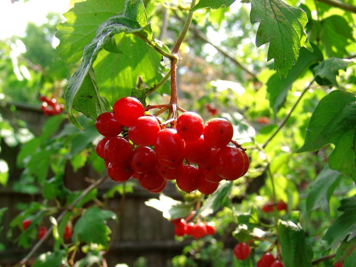 Калина красная Шукшинская