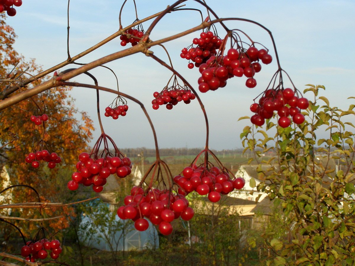Калина красная ягоды (100 гр)
