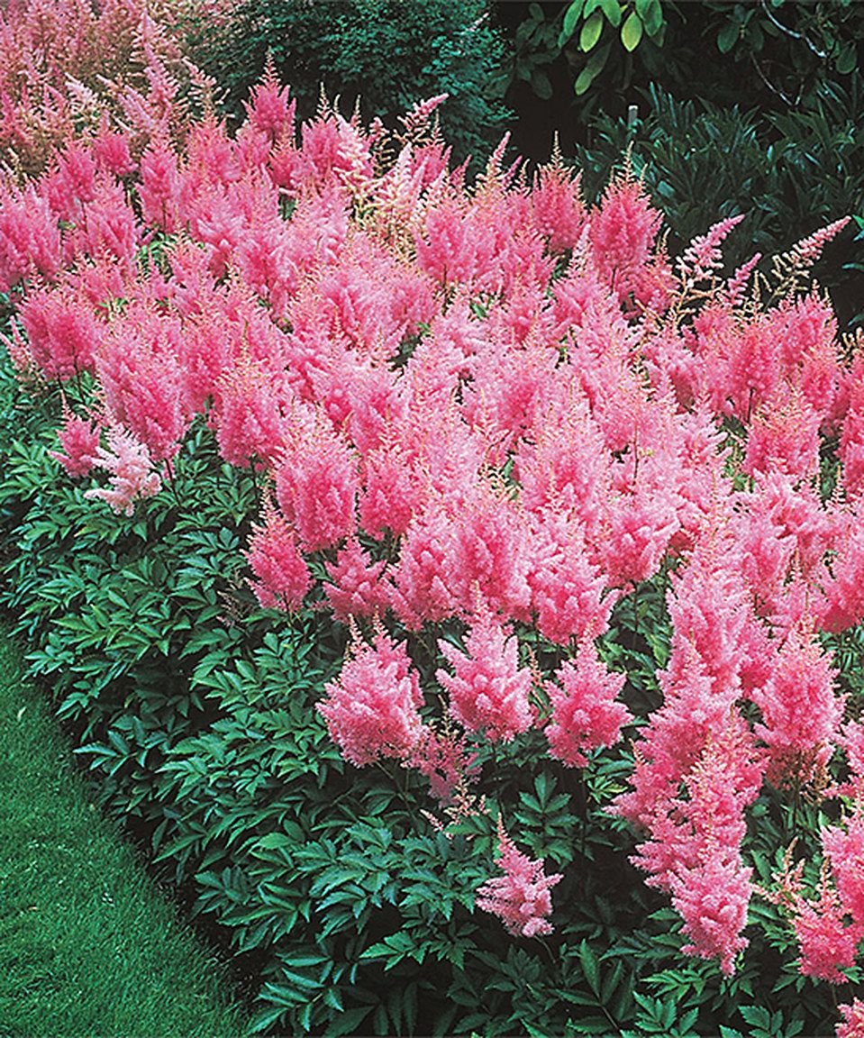 Astilbe Vision in Pink