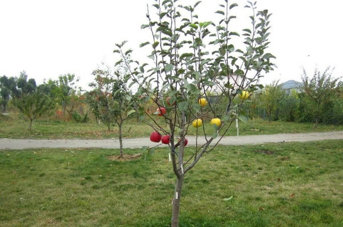 Саженец яблоня с2l