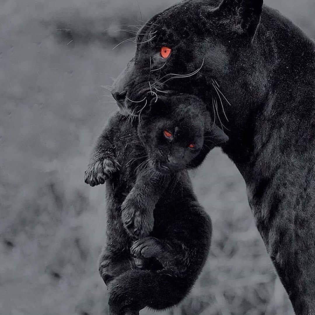 Пантера малыш
