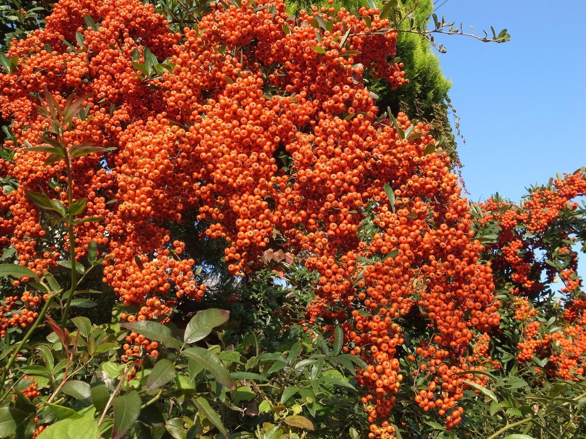 Пираканта кустарник