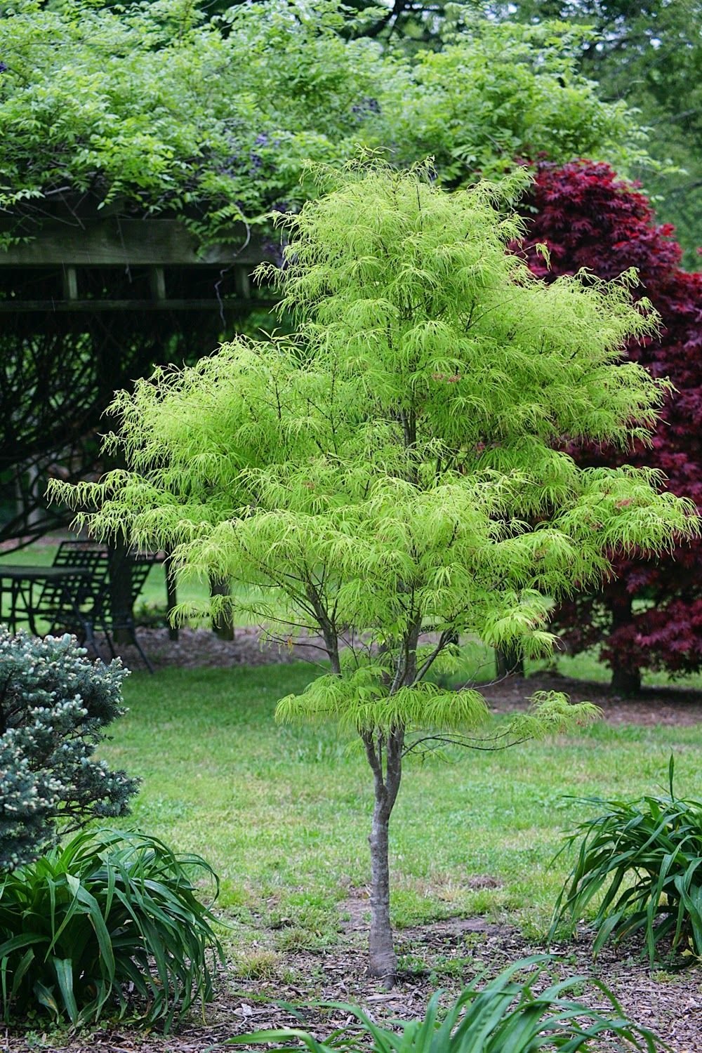 Acer palmatum Koto no ito