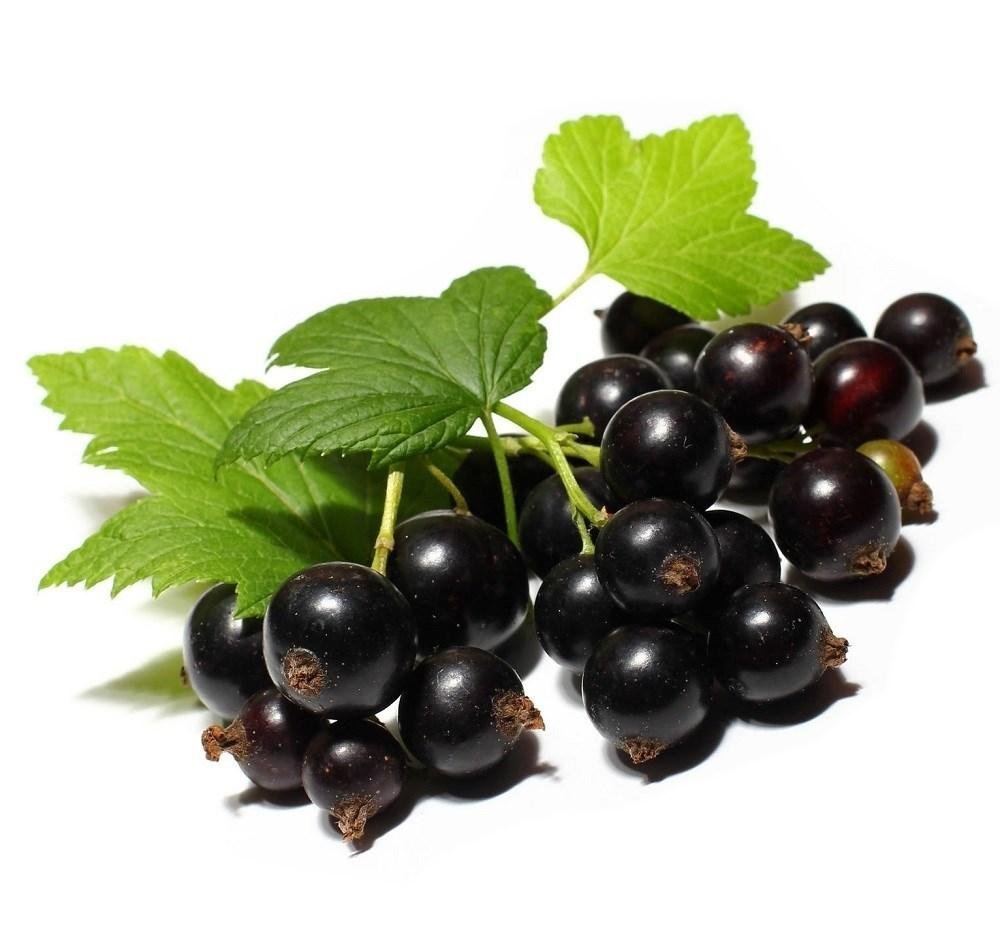 Смородина Янчевского (ribes janczewskii)