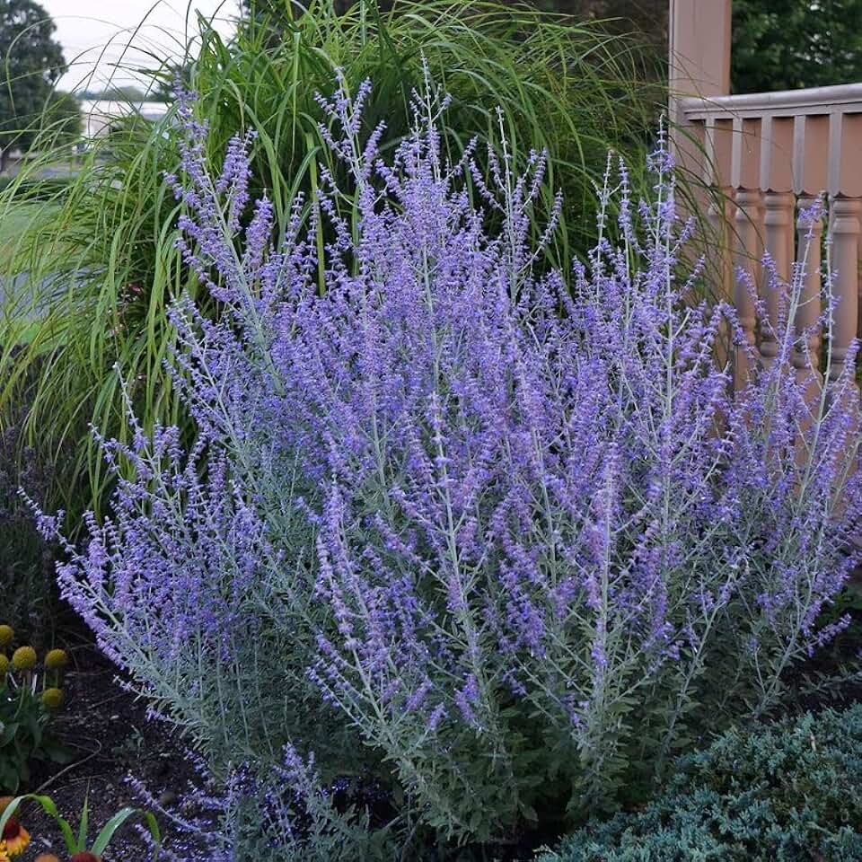 Перовския atriplicifolia