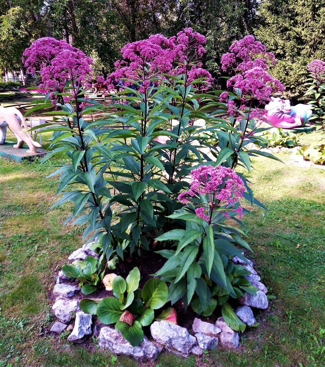 Посконник пятнистый (Eupatorium maculatum)