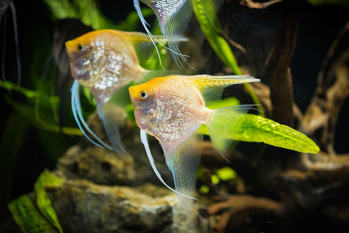 Pterophyllum scalare Gold