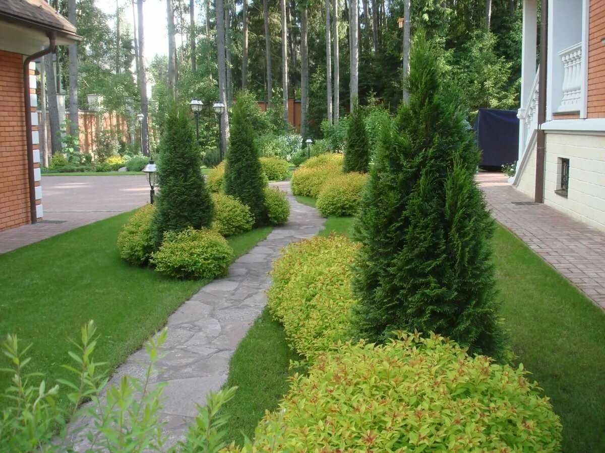 Туя Даника Живая изгородь