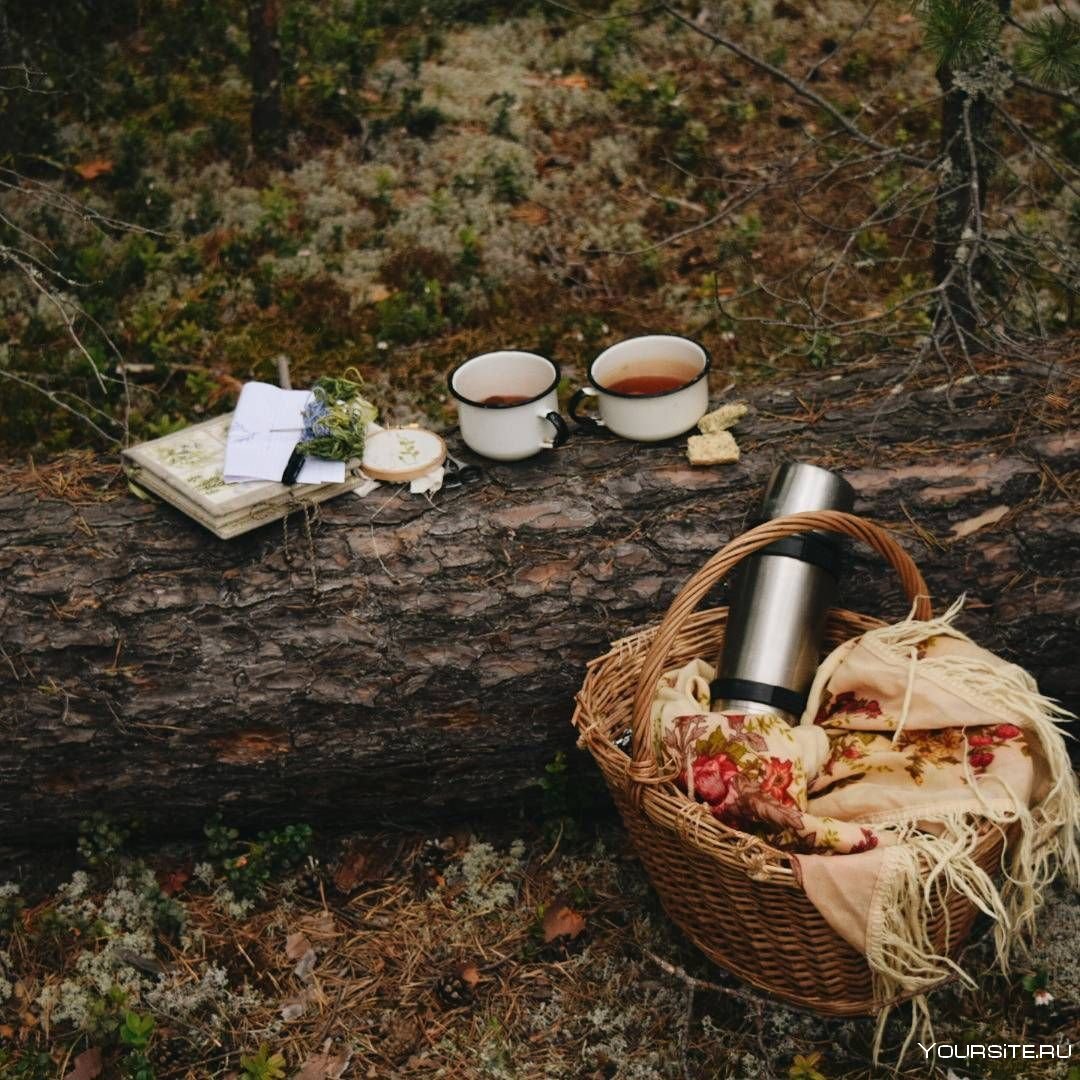 Пикник в лесу