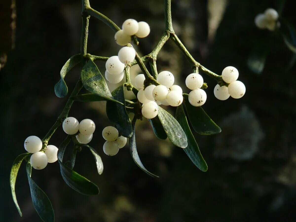 Вечнозеленое растение с белыми ягодами