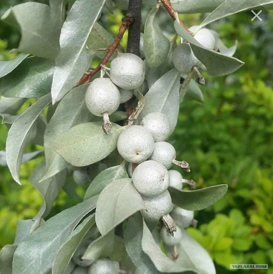 Лох серебристый (Elaeagnus commutata)