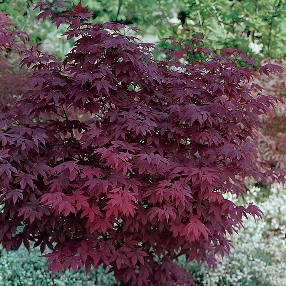 Клен дланевидный Acer palmatum