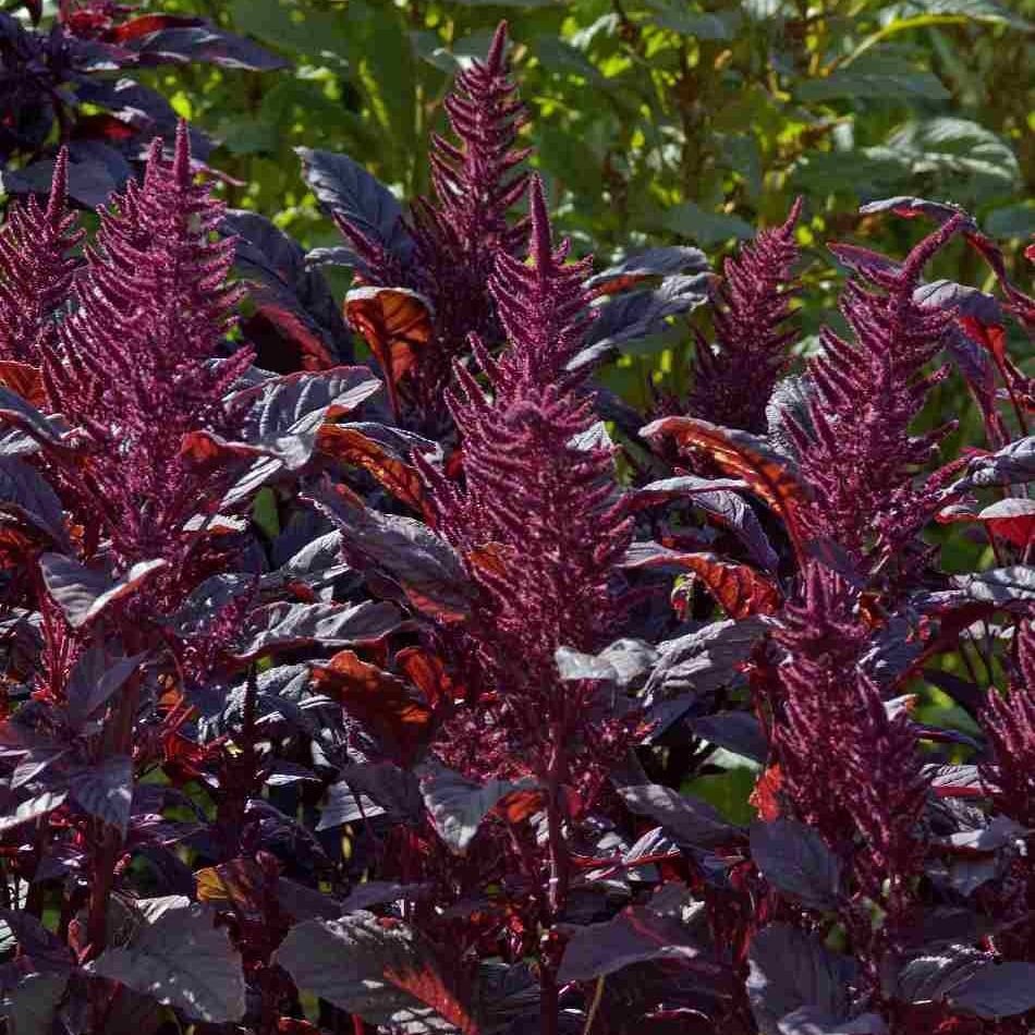 Amaranthus cruentus Амарант