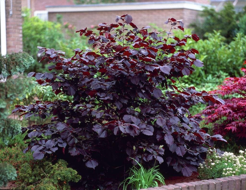 Лещина обыкновенная purpurea