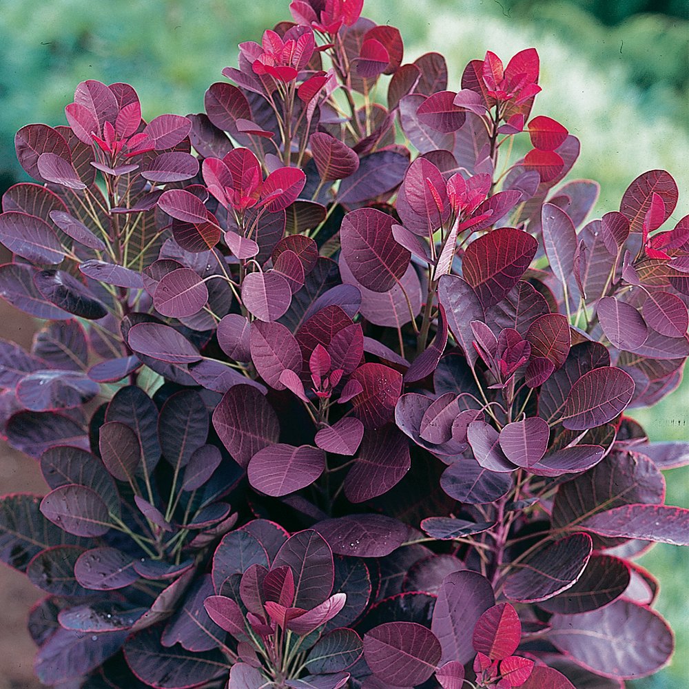 Скумпия Кожевенная Royal Purple