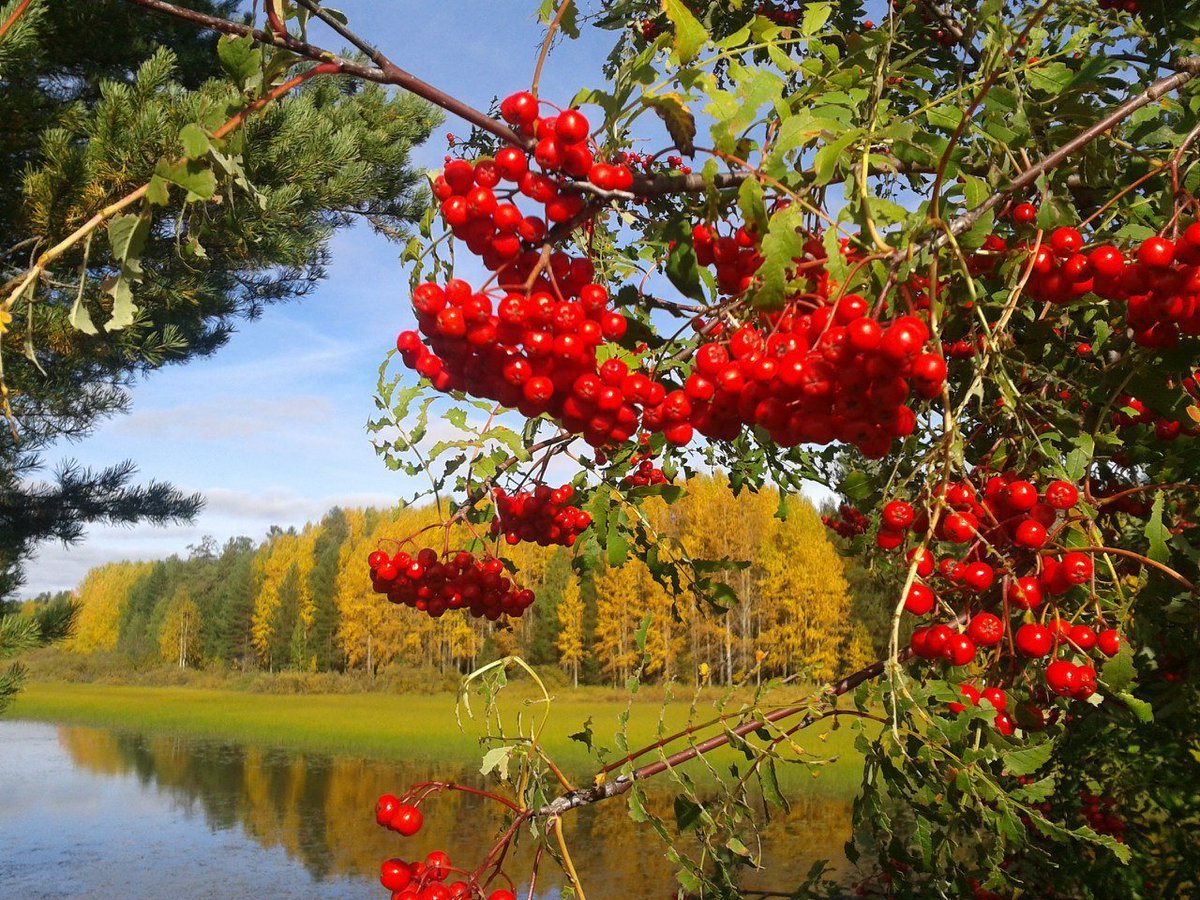 Чем Отличается Калина От Рябины Фото