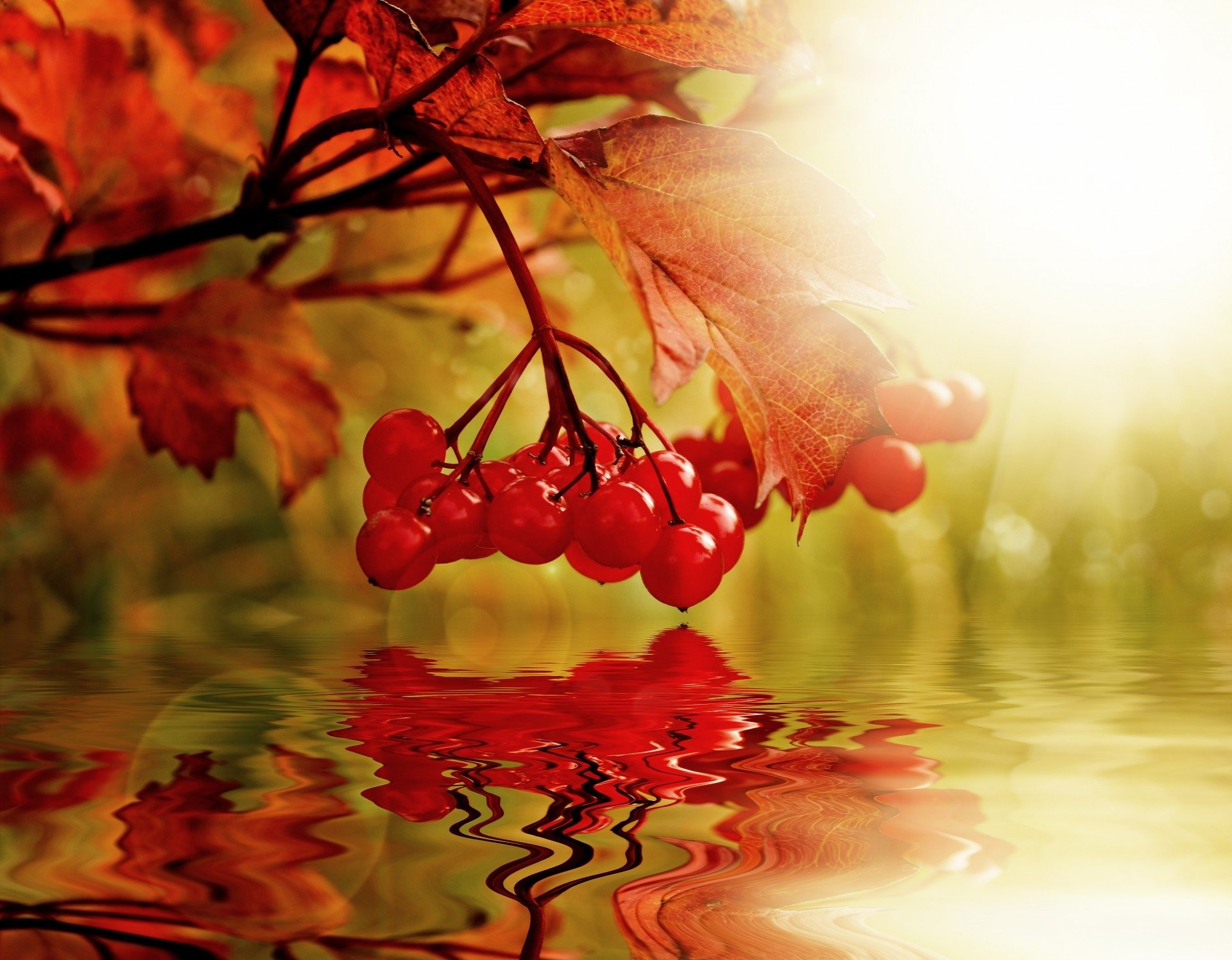 Калина красная река. Осень рябина. Рябина осенью. Рябина над водой. Ветка рябины над водой.