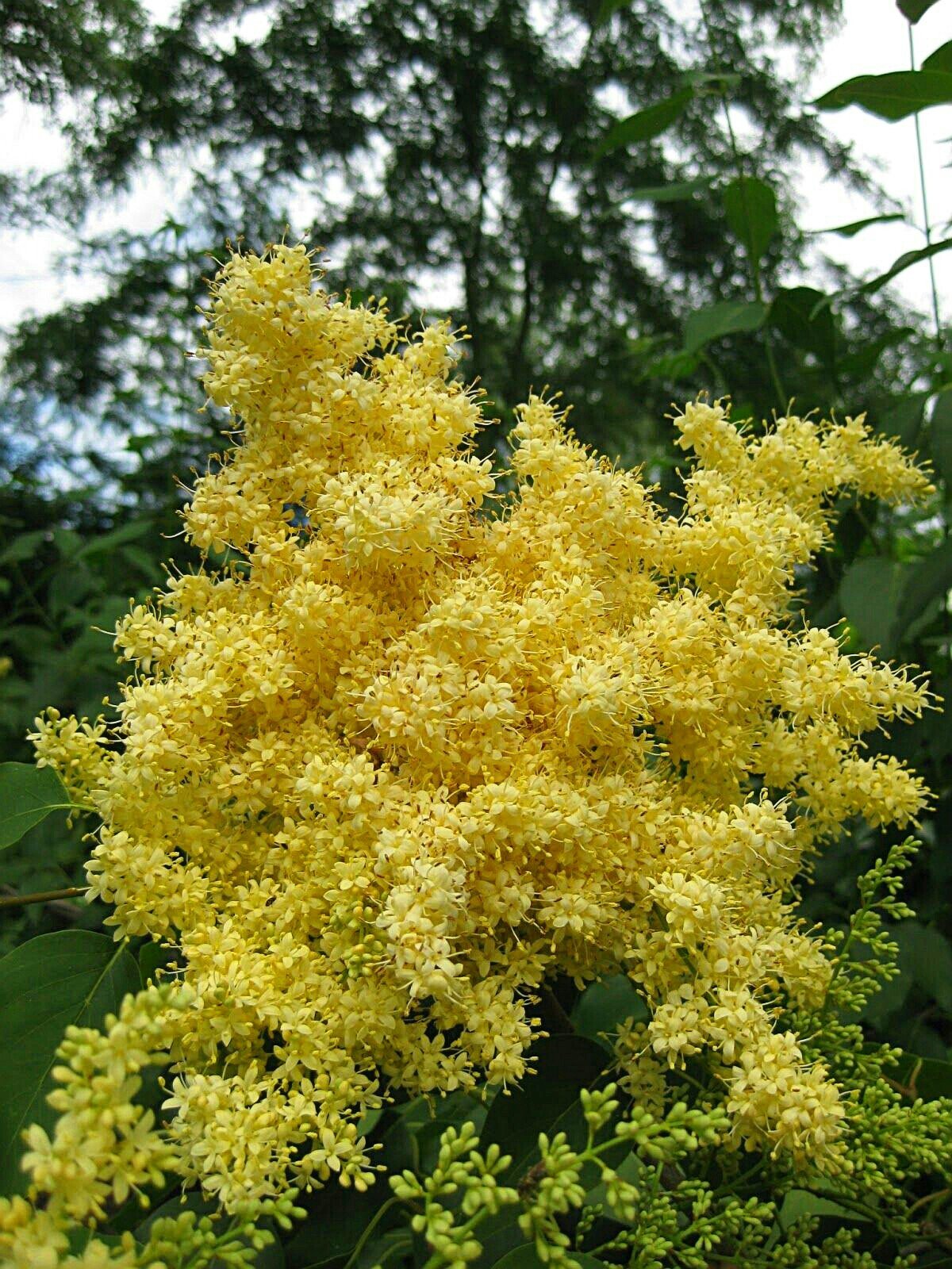 Сирень пекинская Syringa Pekinensis