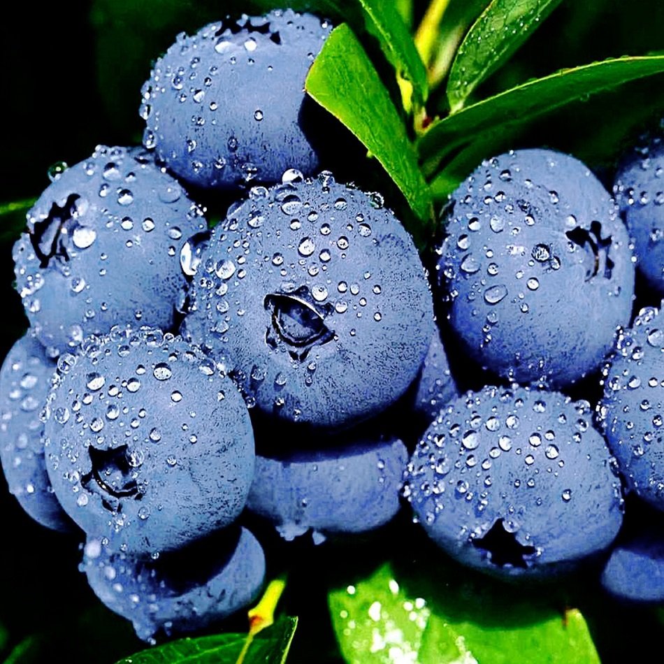 Vaccinium uliginosum голубика