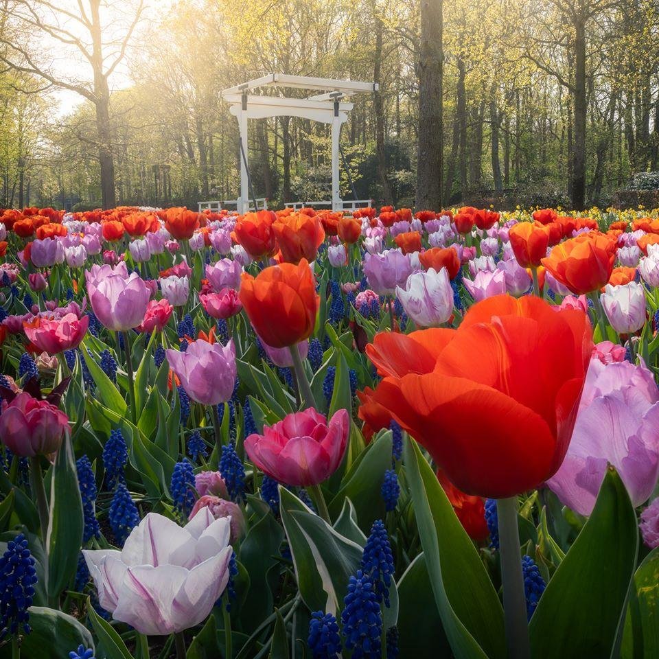 Парк тюльпанов Keukenhof