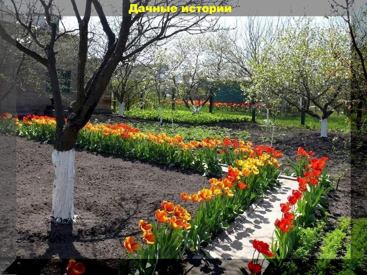Весна на дачном участке