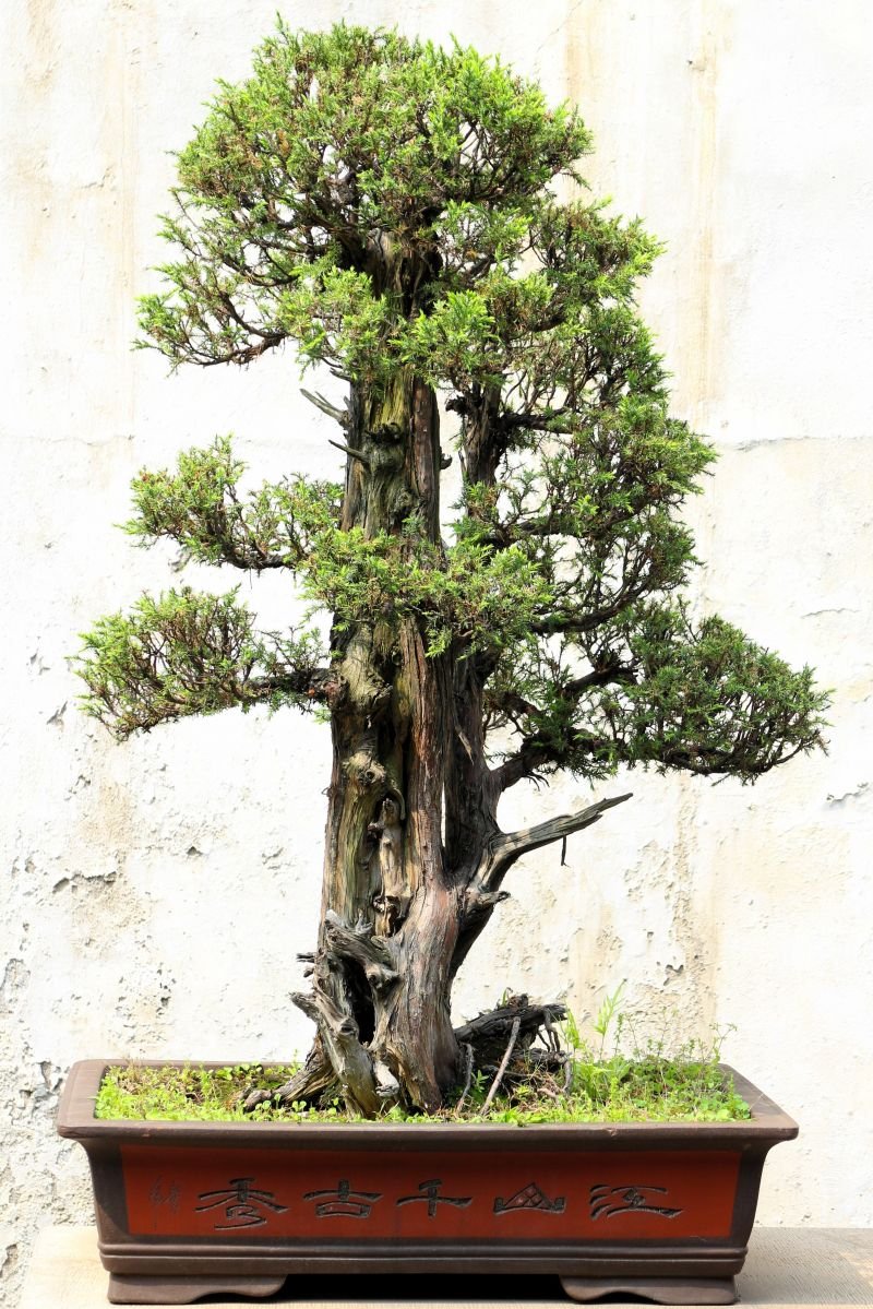 Bonsai Sageretia oriental