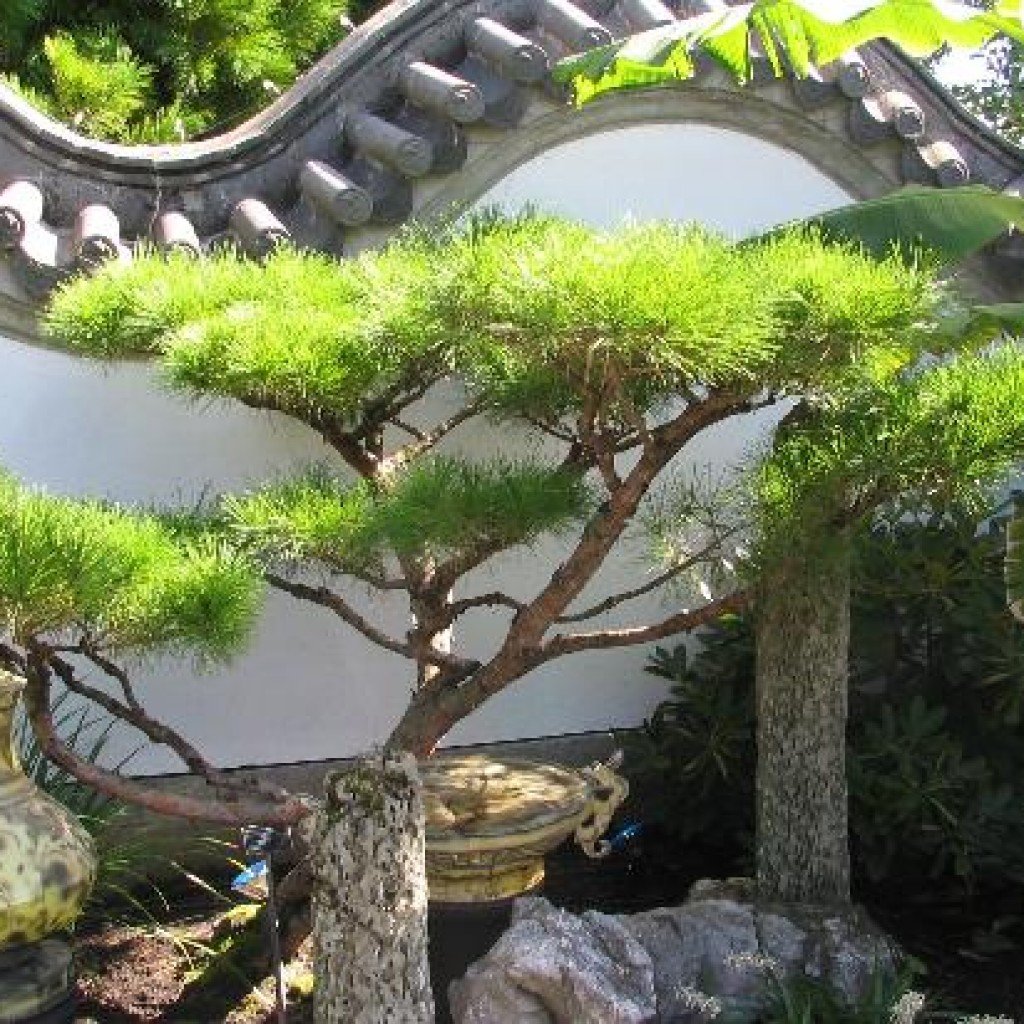 * Сад бонсай (Bonsai Garden). Сингапур Ботанический сад