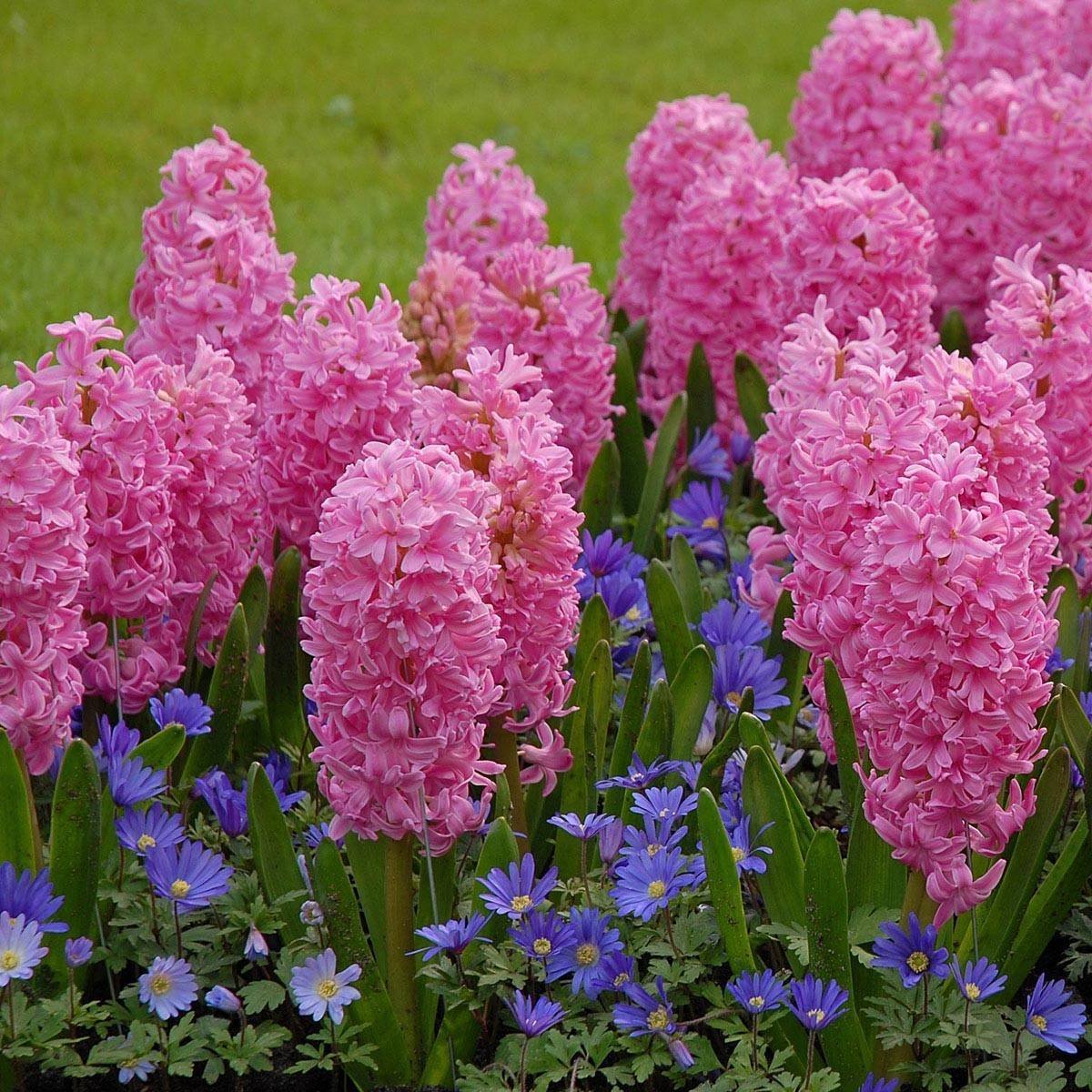 Pink Pearl гиацинт