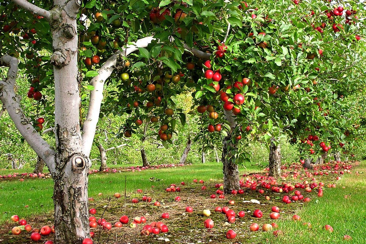 Кустовая яблоня