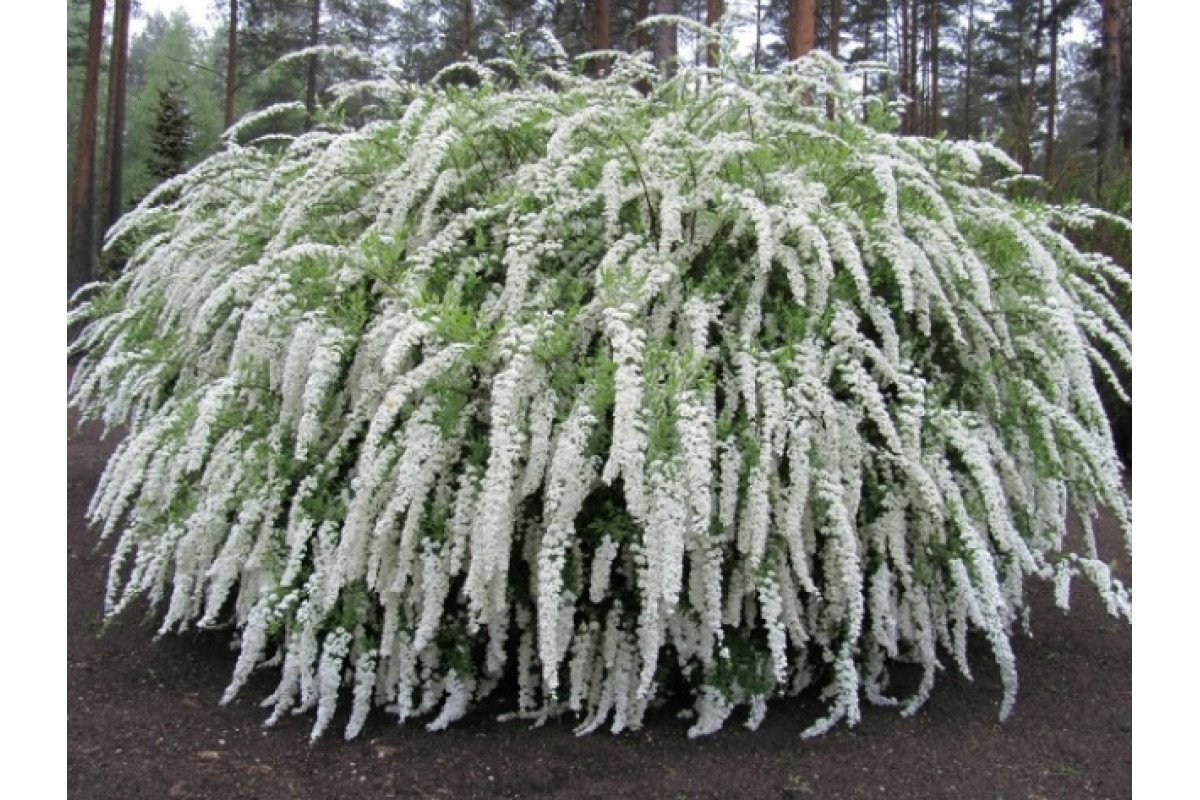 Спирея серая Grefsheim