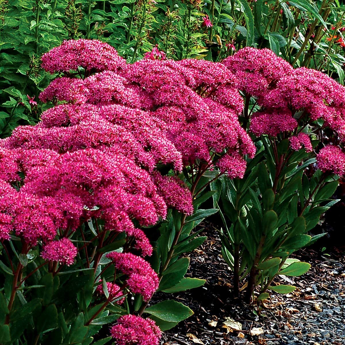 Очиток Видный (Sedum spectabile `Brilliant`)