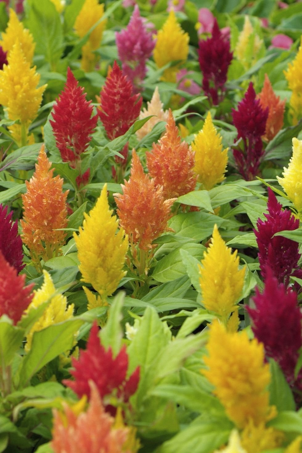 Целозия Plumosa