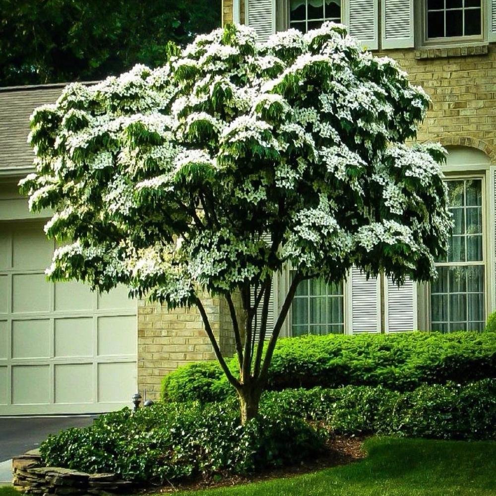 Дерен Коуза (Cornus Kousa chinensis p9)