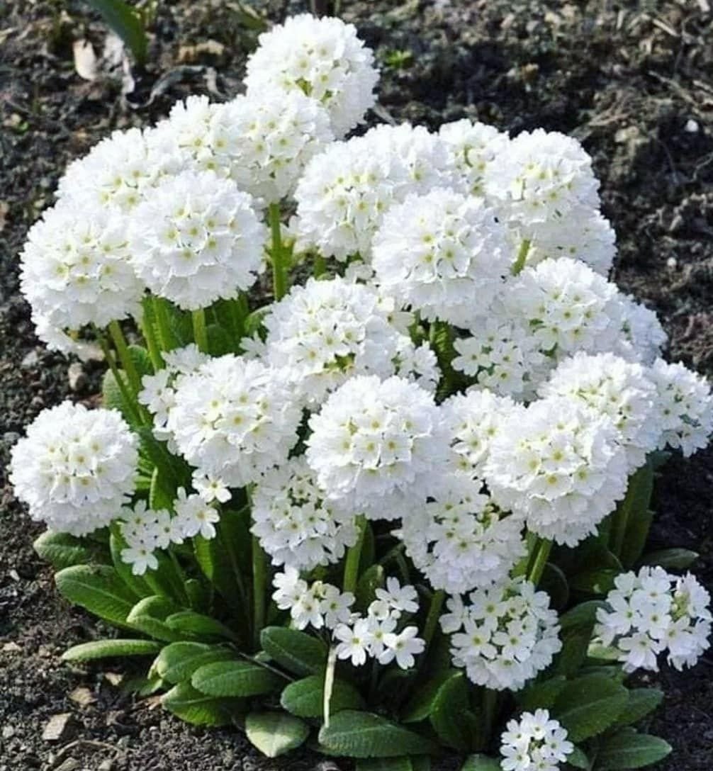 Весенние многолетники для сада