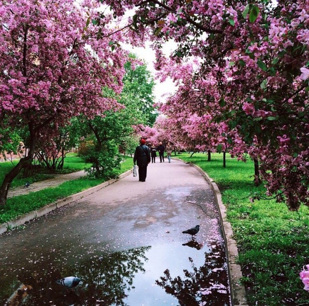 Фото Весны В Парке