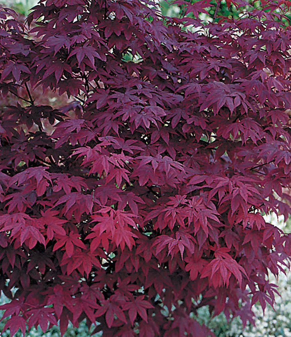 Клен дланевидный Acer palmatum