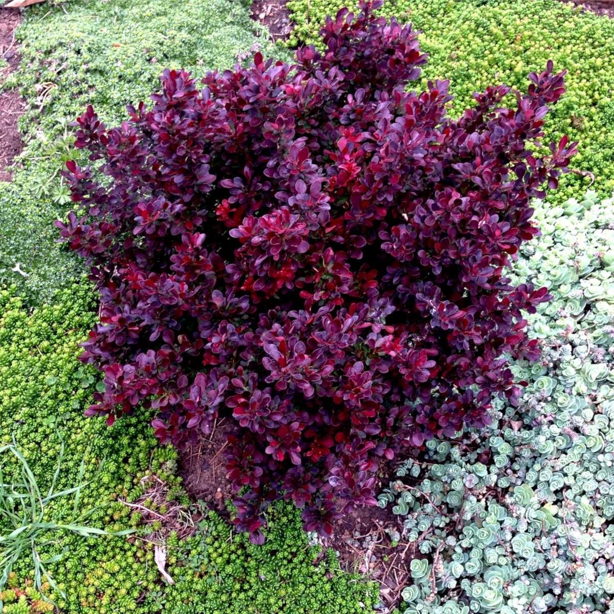 Барбарис Тунберга (Berberis thunbergii Atropurpurea)